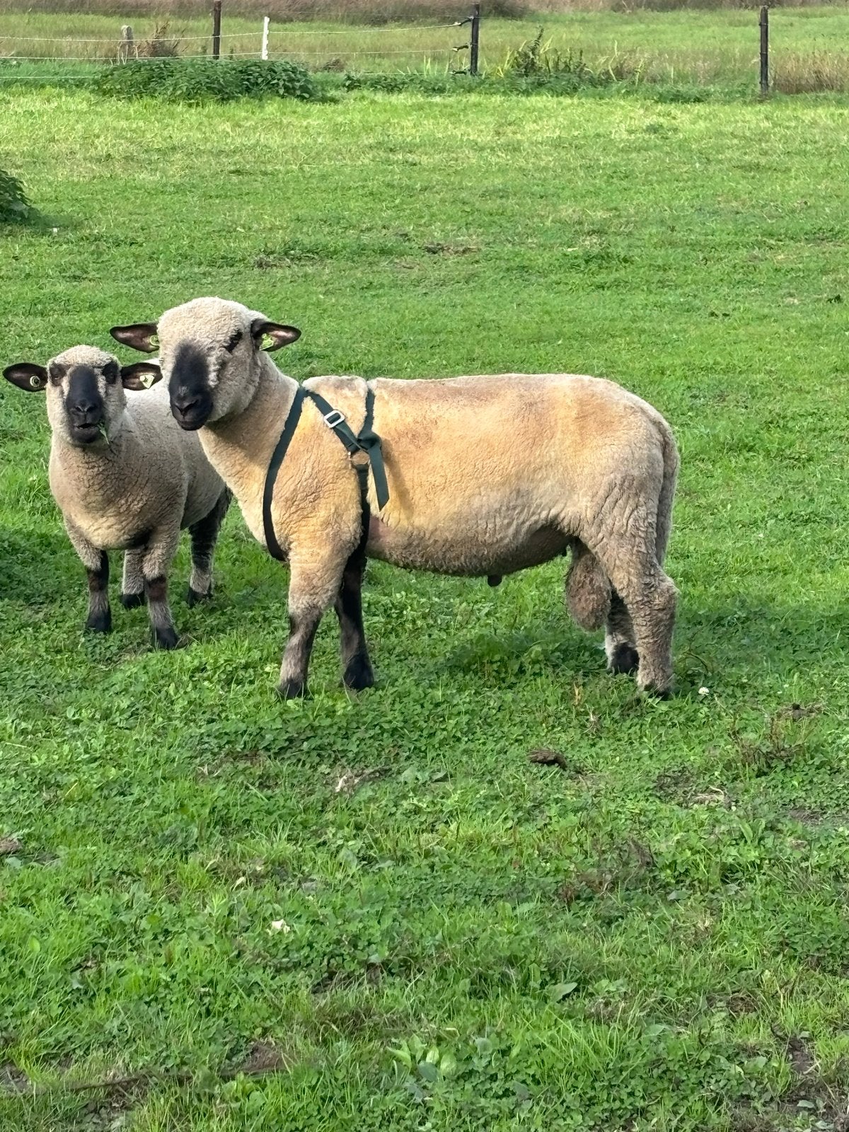 Mooie hamshire down dekram, Dieren en Toebehoren, Mannelijk, Schaap