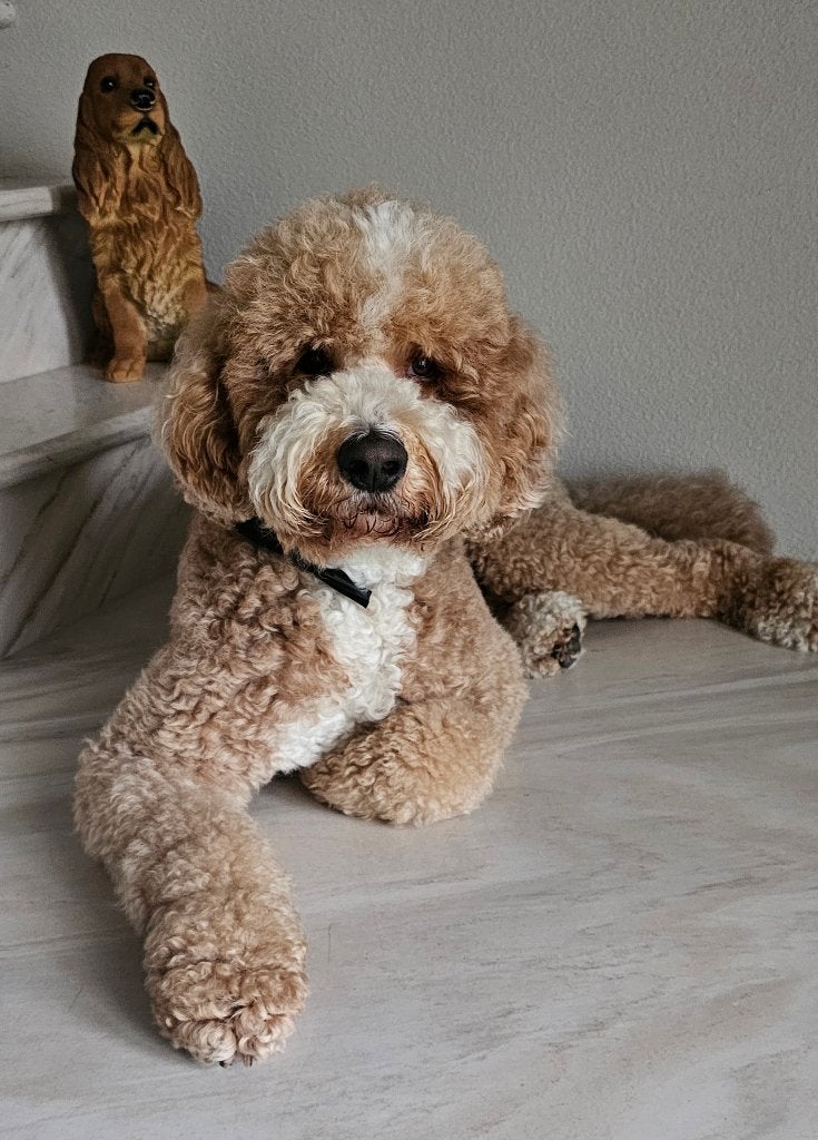 Australian Labradoodle dekreu, Reu, Parvo, Eén hond, 3 tot 5 jaar