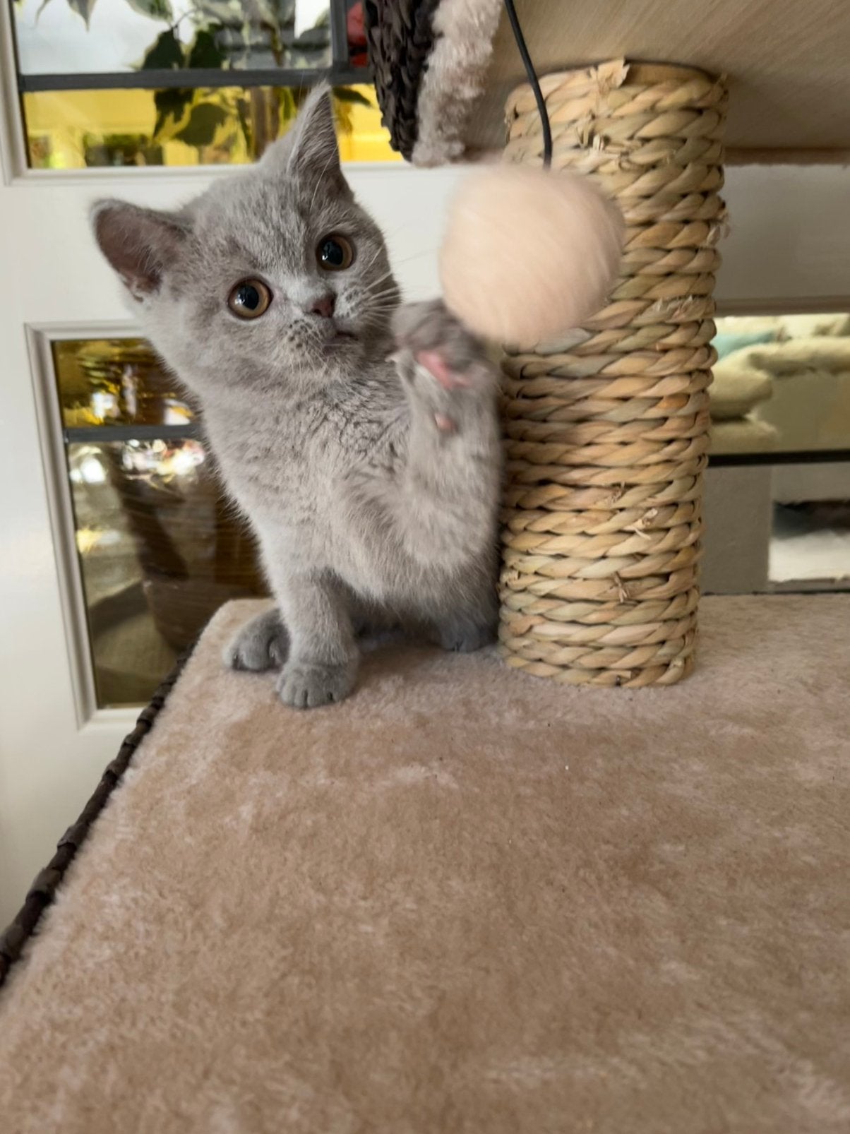 Lilac Britse korthaar kitten, Kater, Ontwormd, 0 tot 2 jaar