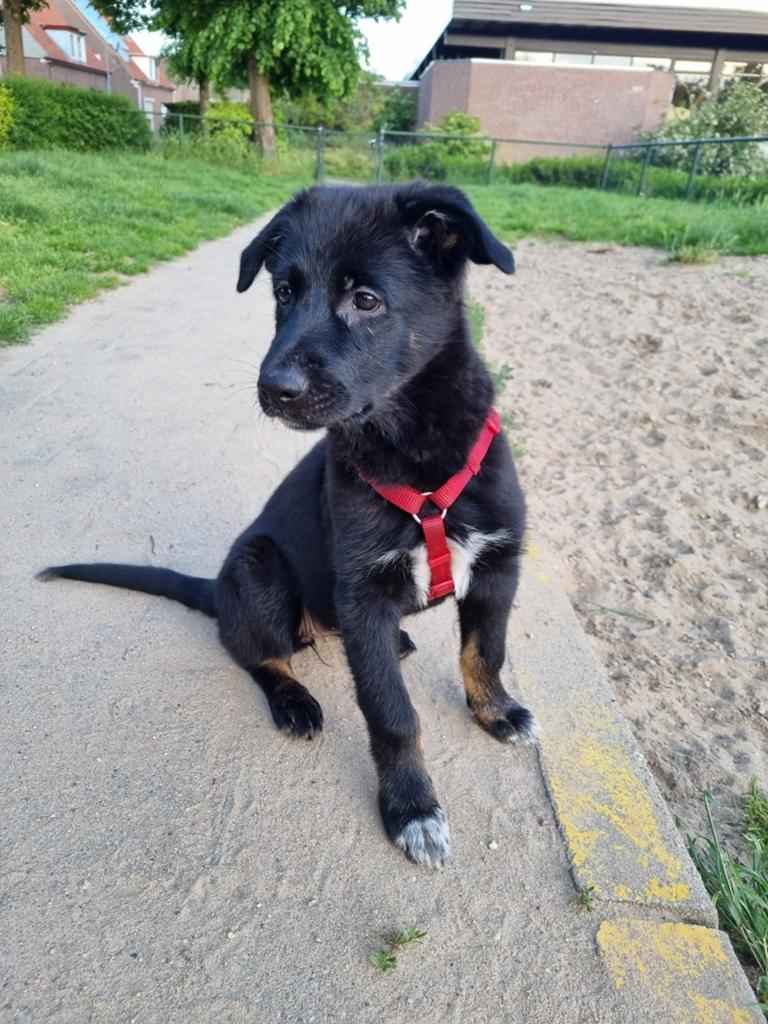 Nog 1 super leuke Duitse Herder x husky pup te koop!!, Dieren en Toebehoren, Honden | Niet-rashonden, Middel, Teef, Particulier