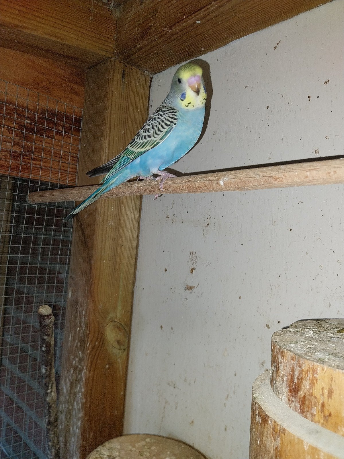 2 split Blackface split blackwing mannen te koop, Dieren en Toebehoren, Mannelijk, Parkiet