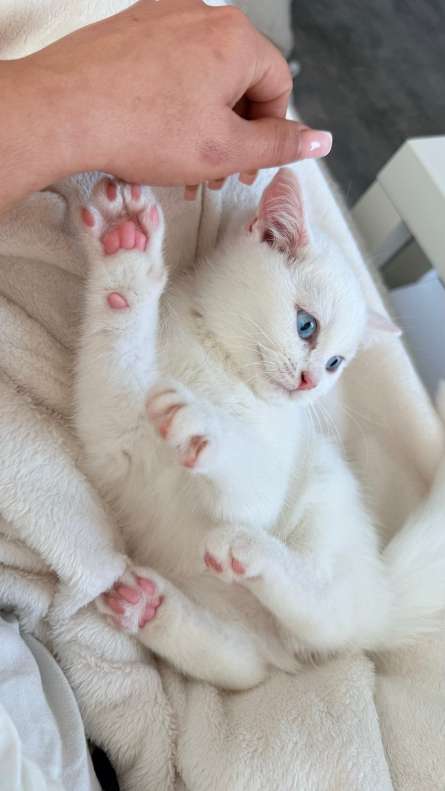 Britse kort haar 3 maand month, Poes