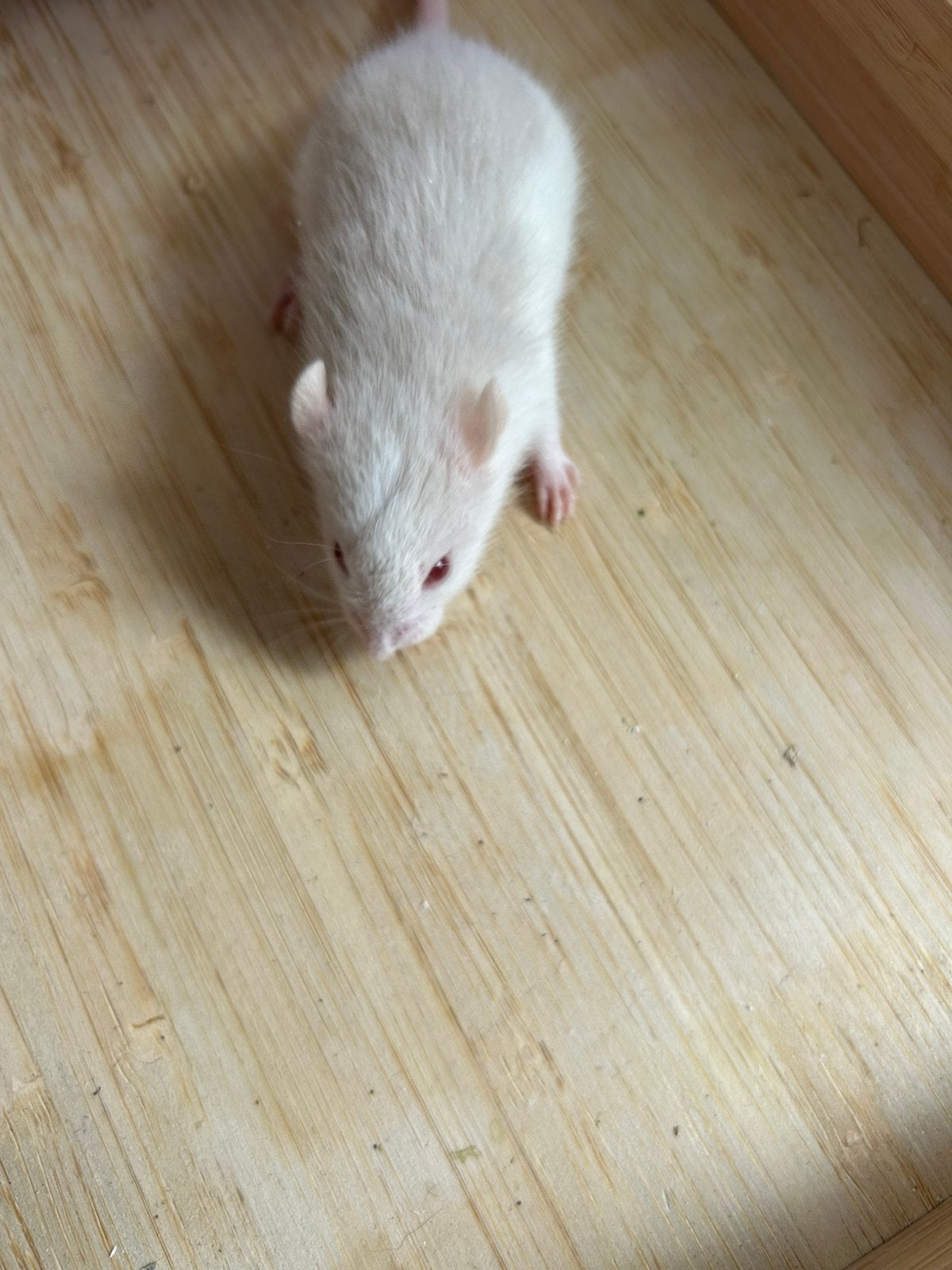 Tamme ratjes, Mei, Meerdere dieren, Rat