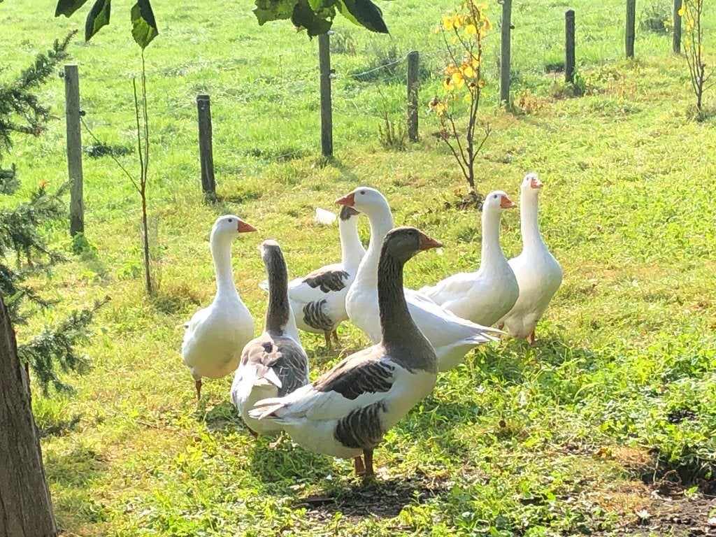 Ganzen, Dieren en Toebehoren, Meerdere dieren, Gans of Zwaan