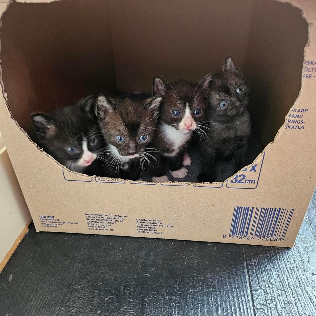 Te koop 4 lieve kittens, Dieren en Toebehoren, Meerdere dieren