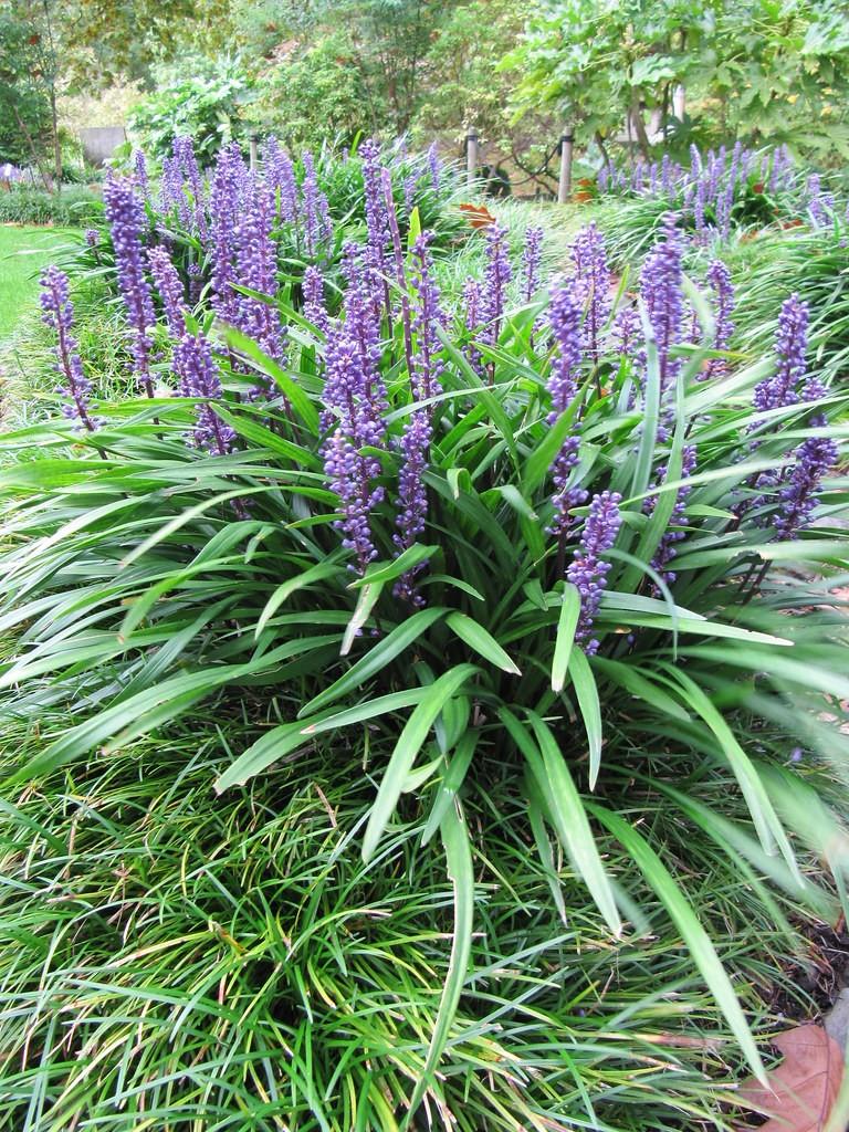 20 blauw paars parelgras Liriope Ingweren € 50.00, Bodembedekkers, Volle zon, Vaste plant, Ophalen of Verzenden