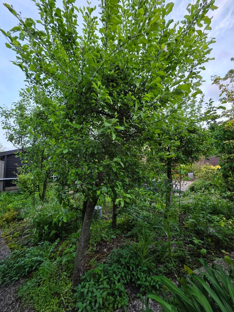 Appelbomen 2 stuks gratis, Ophalen, Halfschaduw, Overige soorten, 250 tot 400 cm