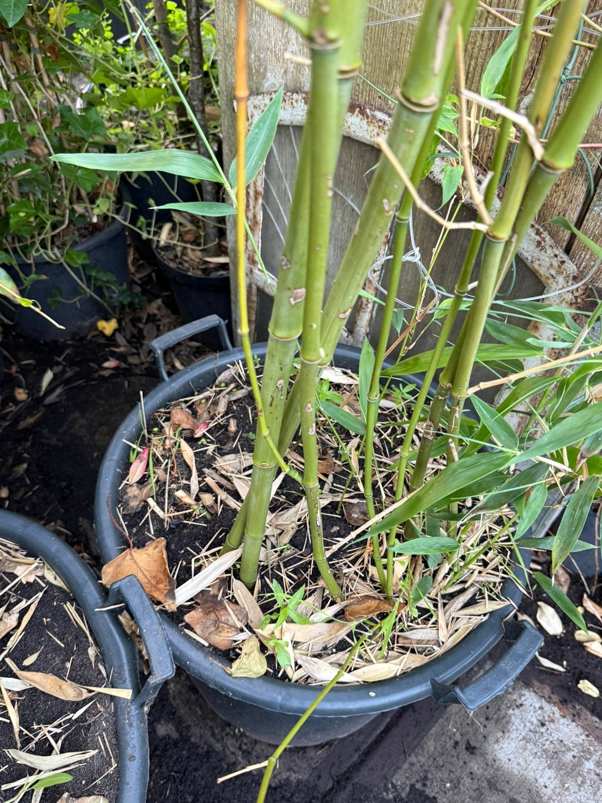 Bamboe grote kuip hoog 3tot 4 meter vol nieuwe  takken, Volle zon, Vaste plant, Bloeit niet, Ophalen