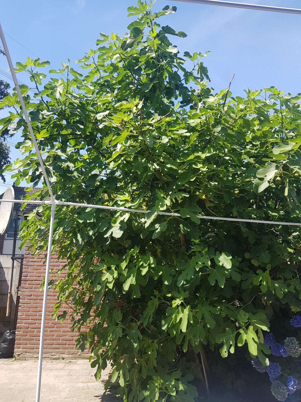 Grote Vijgenboom. MOET WEG!, Overige soorten, Lente, 400 cm of meer, Ophalen