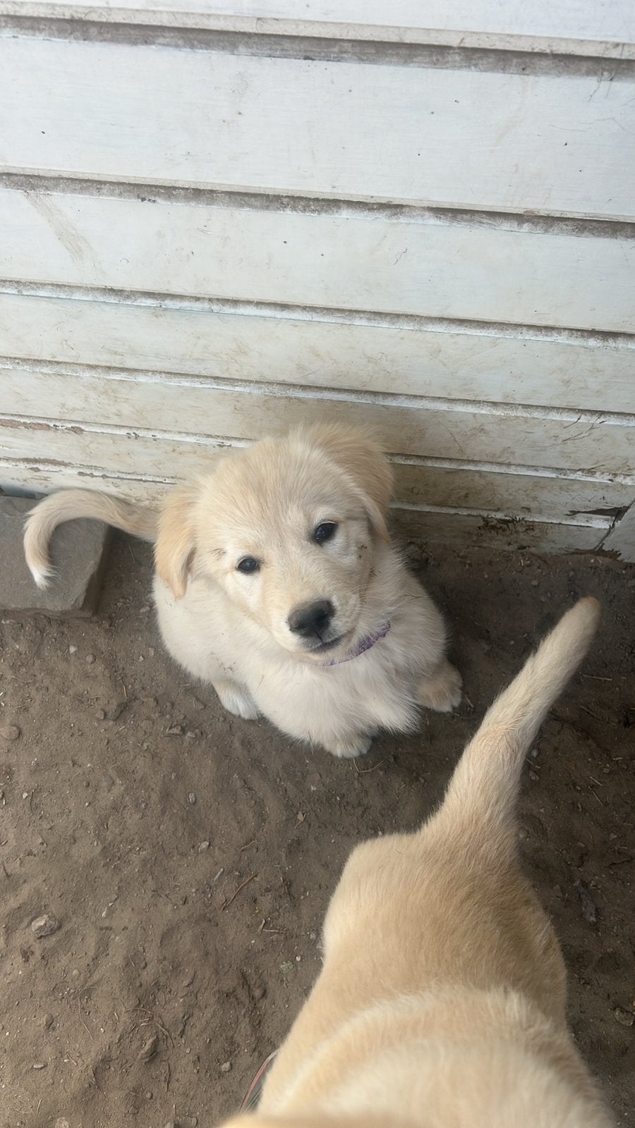 Puppy’s te koop laatste 2, 8 tot 15 weken, Groot, Meerdere, Meerdere dieren