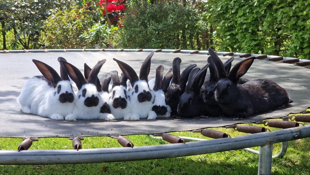 Lotharinger groot konijnen raszuiver, Dieren en Toebehoren, Konijnen, Meerdere dieren, Groot