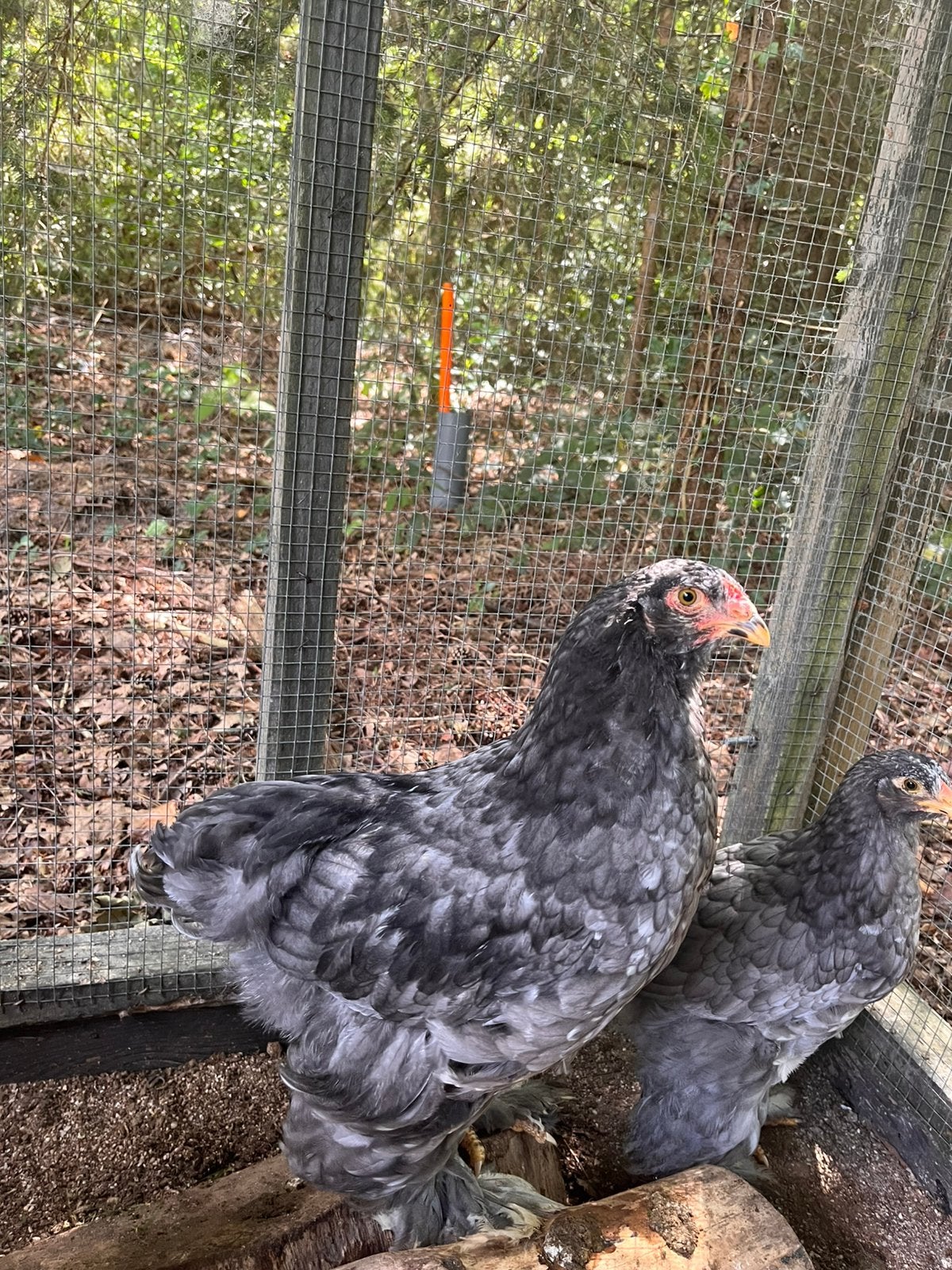 Blauw, zwart en gekleurde grote brahma hanen, Dieren en Toebehoren, Mannelijk, Kip