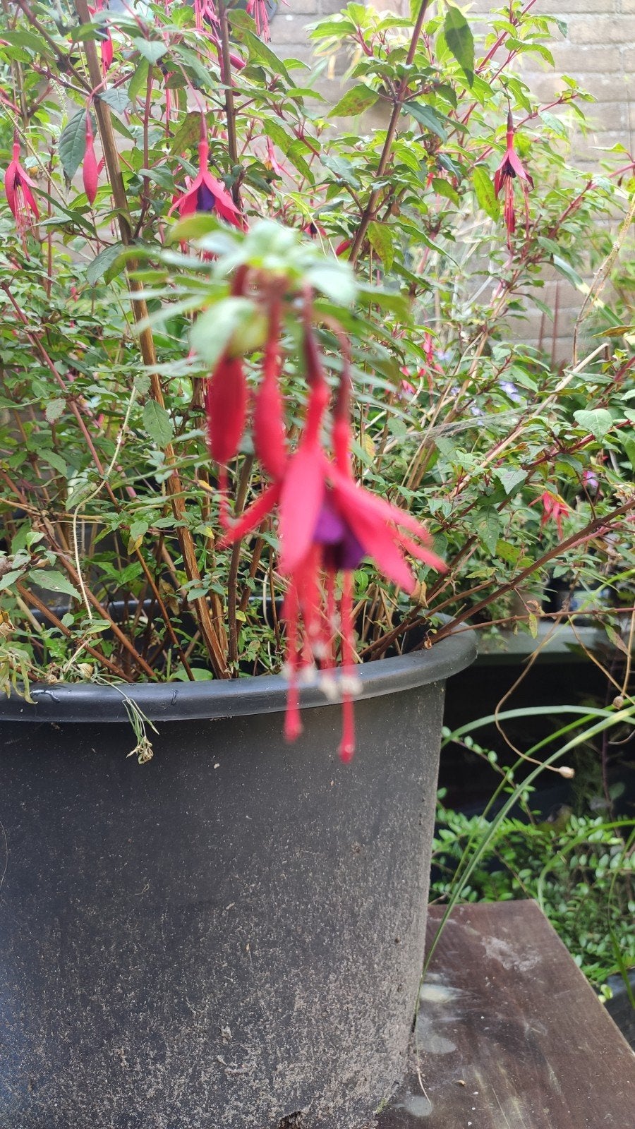 3*Fuchsia Belstjeblom in pot per stuk €5, Tuin en Terras, Vaste plant, Halfschaduw, Zomer, Ophalen