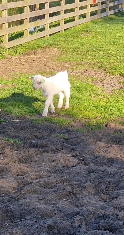 Melkgeit bokje, Dieren en Toebehoren, Schapen, Geiten en Varkens, Mannelijk, Geit