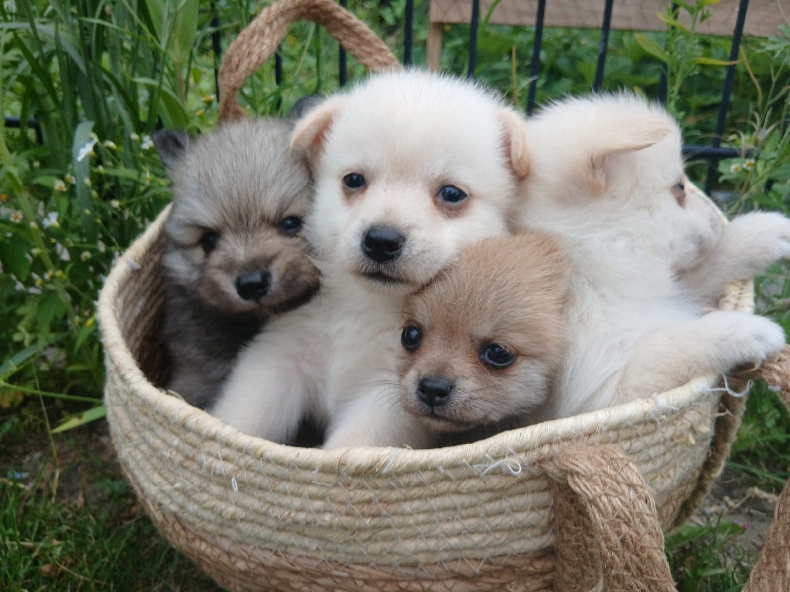 Pomchi puppies, Overige rassen, 8 tot 15 weken, Meerdere, Meerdere dieren