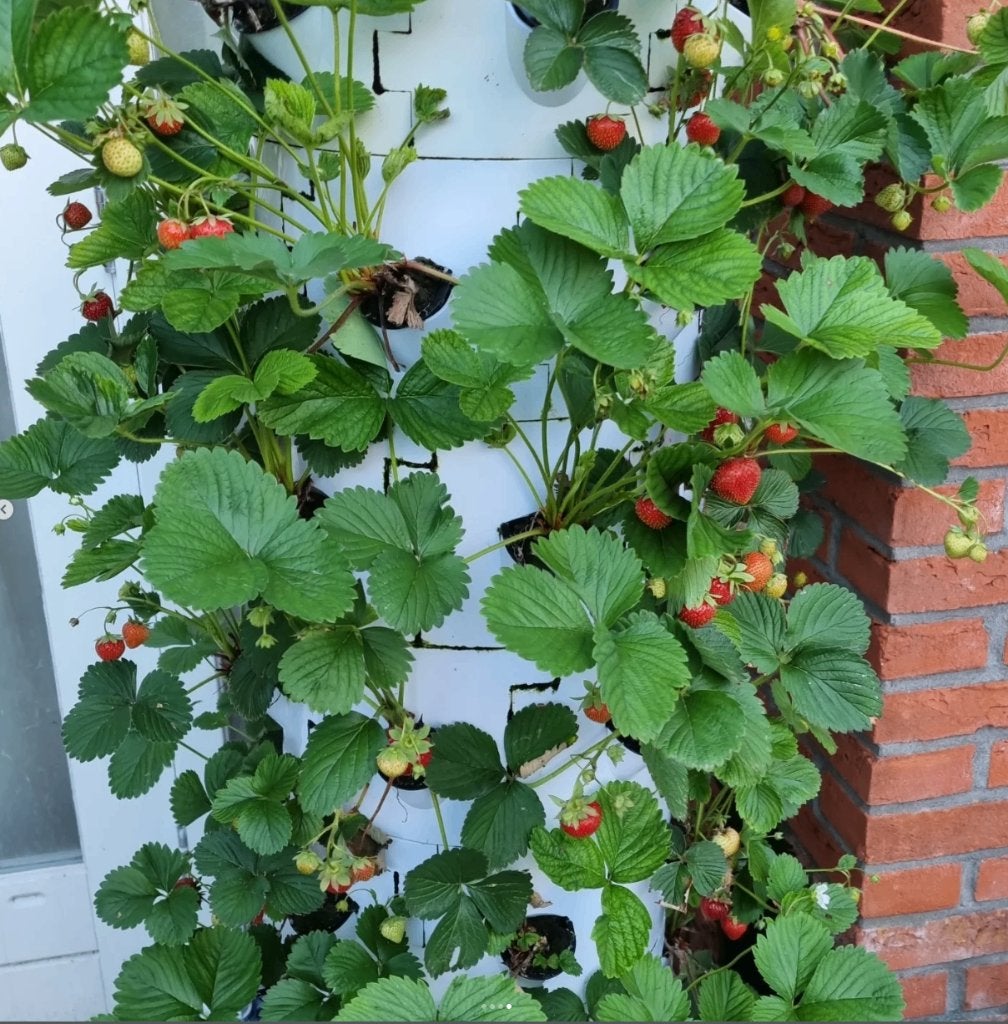 Verticale moestuin hydroponisch - 50% korting | OP=OP, Tuin en Terras, Planten | Tuinplanten, Eenjarig, Volle zon, Ophalen