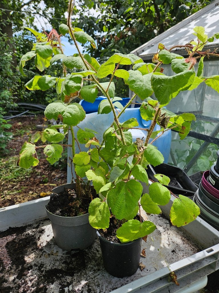 Japanse Wijnbes, Ophalen, Volle zon, Vaste plant, Fruitplanten