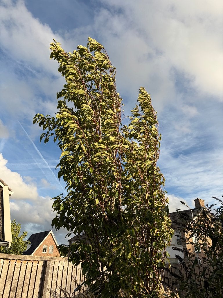 Japanse sierkers zuil boom meerstammig, Ophalen, Halfschaduw, Zuilboom, 400 cm of meer