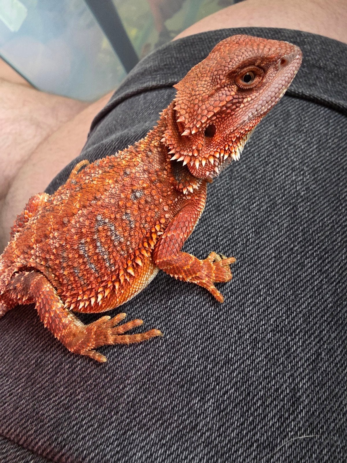 mooie red monster hypo man, Hagedis, 0 tot 2 jaar