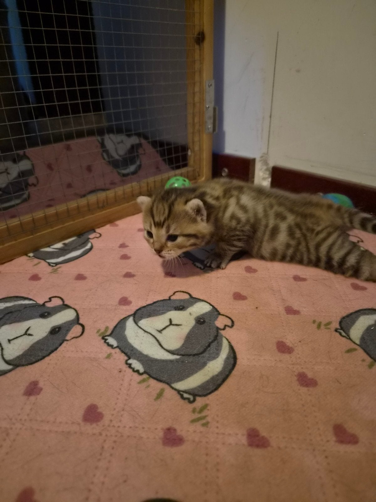 Halve britse korthaar kittens mogen 29 augustus t nestje uit, Poes