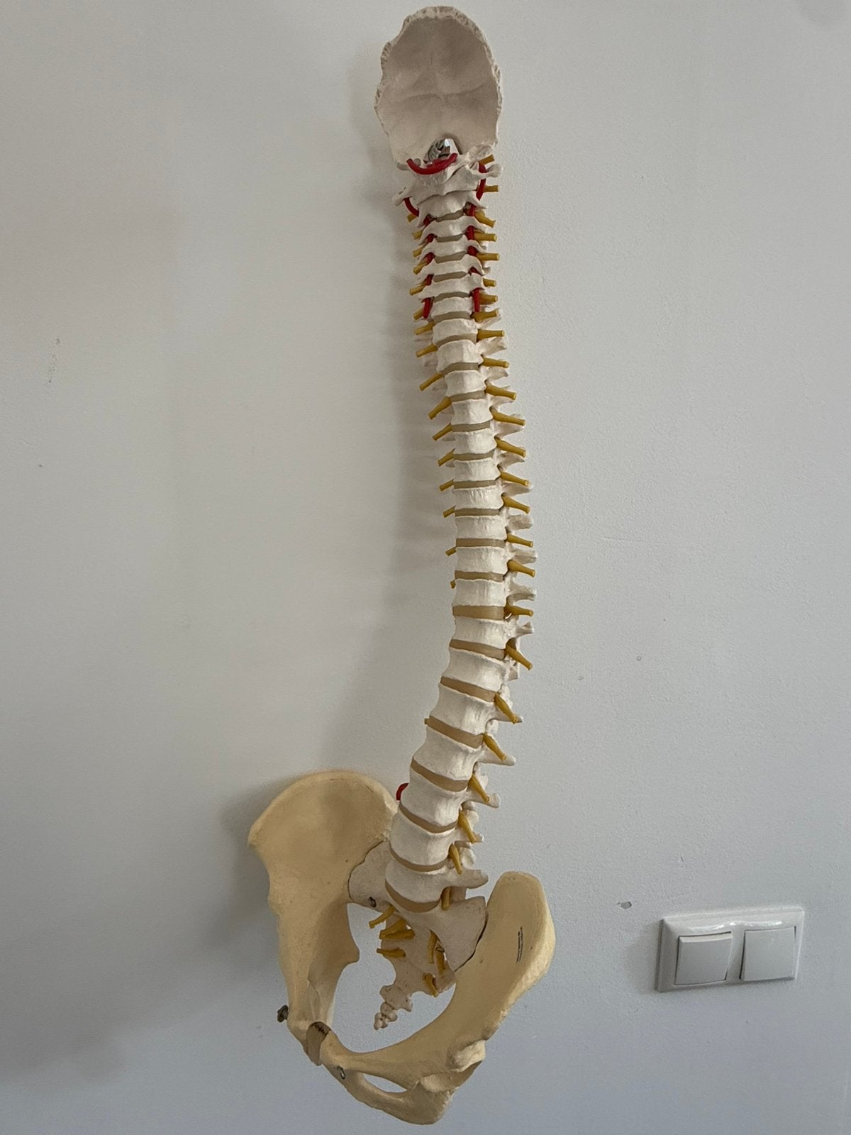 Origineel 3B Scientific wervelkolom met bekken anatomiemodel, Ophalen, Gebruikt