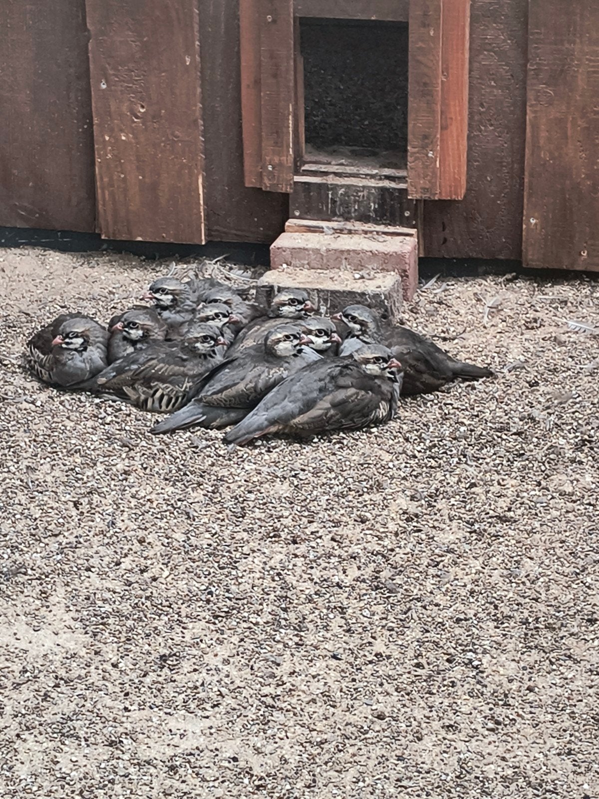 te koop chukar patrijzen en roodpootpatrijzen, Meerdere dieren, Eend