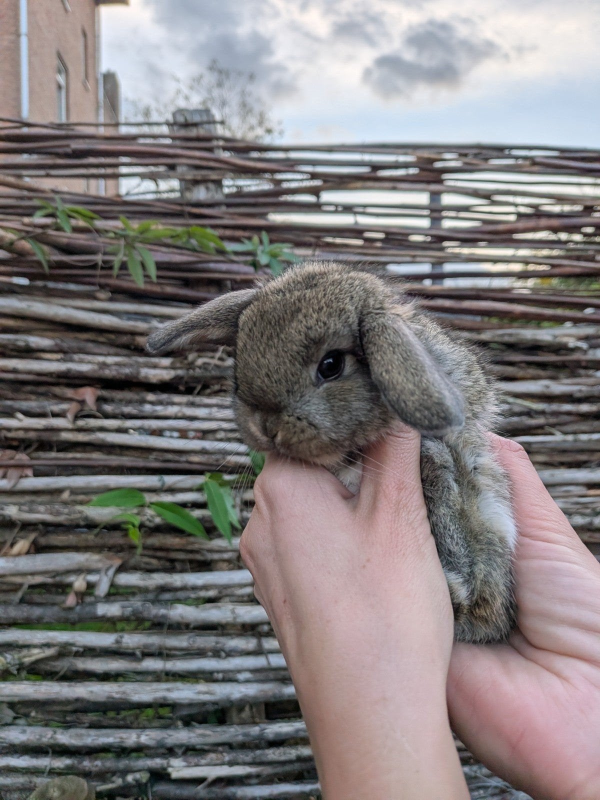 Minilop voedster te koop, Dieren en Toebehoren, Vrouwelijk, Dwerg