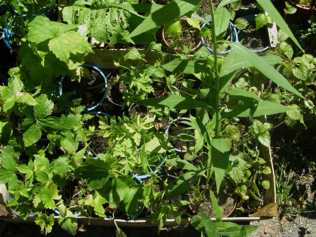 20 vaste planten in potjes tuin planten, Tuin en Terras, Planten | Tuinplanten, Ophalen of Verzenden, Vaste plant, Overige soorten