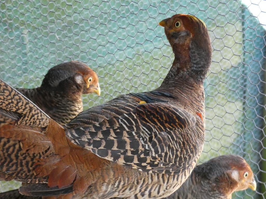 goudfazant, Dieren en Toebehoren, Pluimvee, Mannelijk, Overige soorten