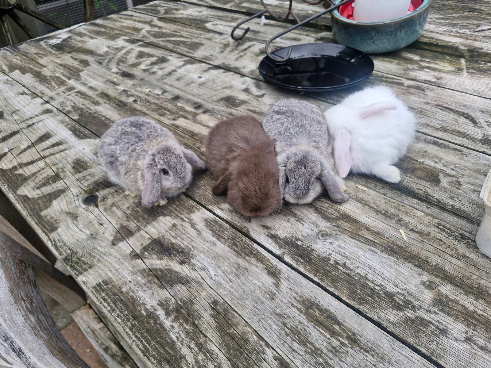 Nederlandse Dwerghangoren, Meerdere dieren, Dwerg