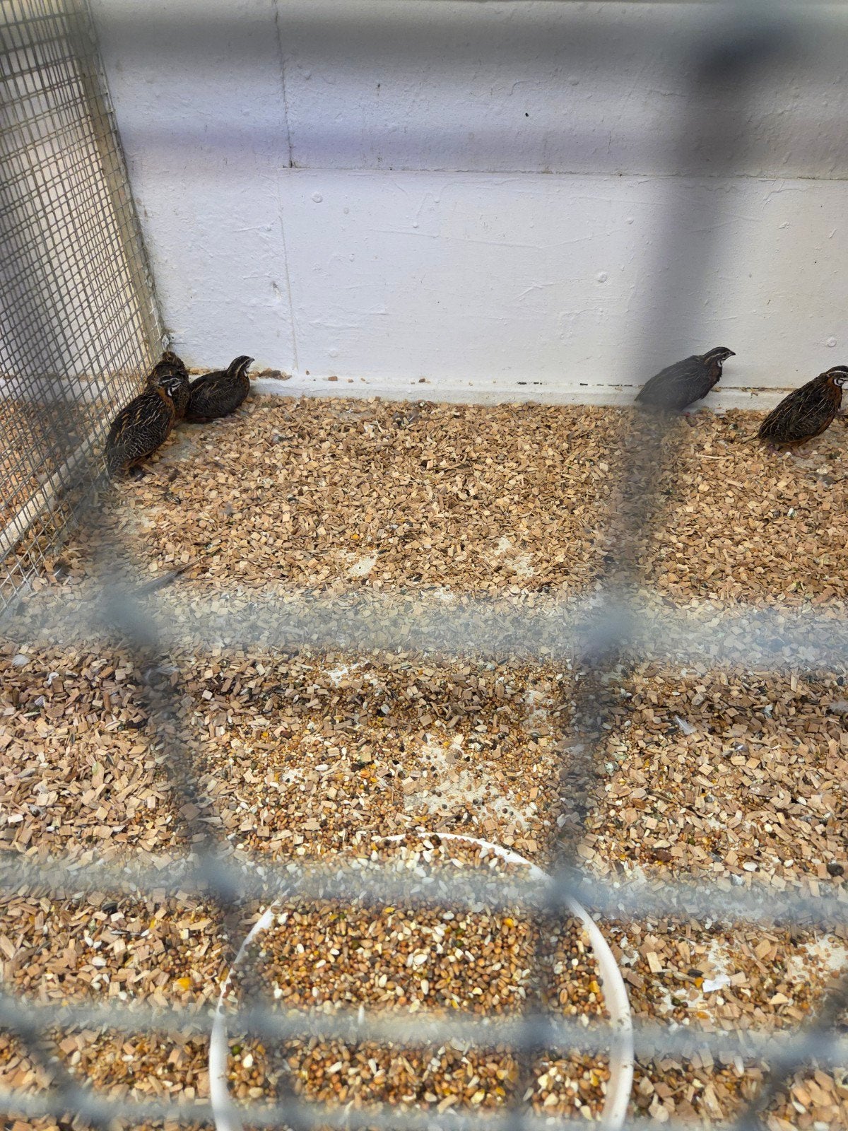 harlekijn kwartel haantjes, Dieren en Toebehoren, Vogels | Overige Vogels, Mannelijk
