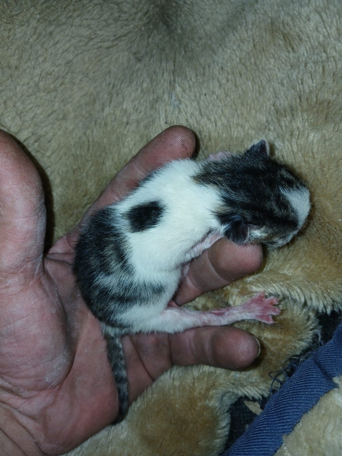 5 half bengaalse kittens mogen pas over 11 weken weg, Dieren en Toebehoren, Meerdere dieren, Kortharig, 0 tot 2 jaar
