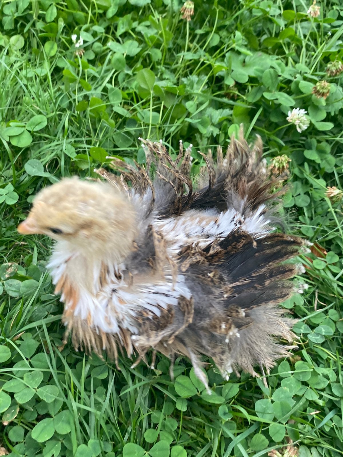 Kuiken, Dieren en Toebehoren, Pluimvee, Vrouwelijk, Kip