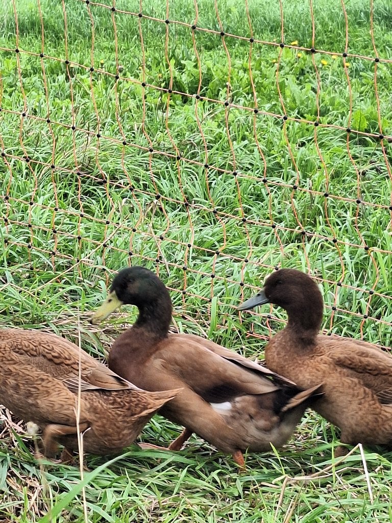 Khaki Campbell eend woerd, Dieren en Toebehoren, Mannelijk, Eend