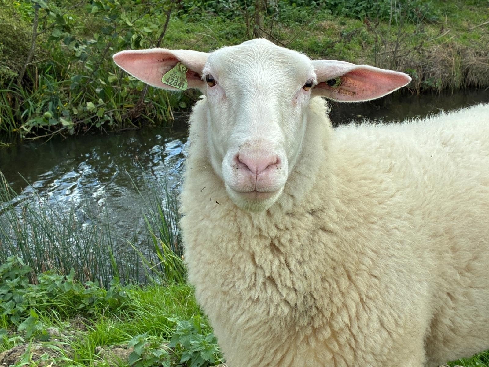 Friese melkschapen, Dieren en Toebehoren, Vrouwelijk, Schaap
