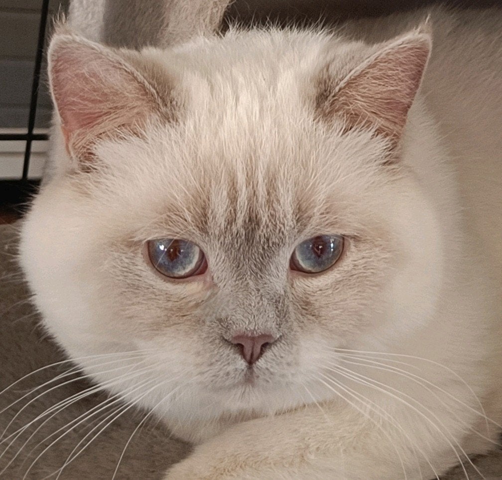 Lilac point Brits korthaar DEKKATER, 0 tot 2 jaar