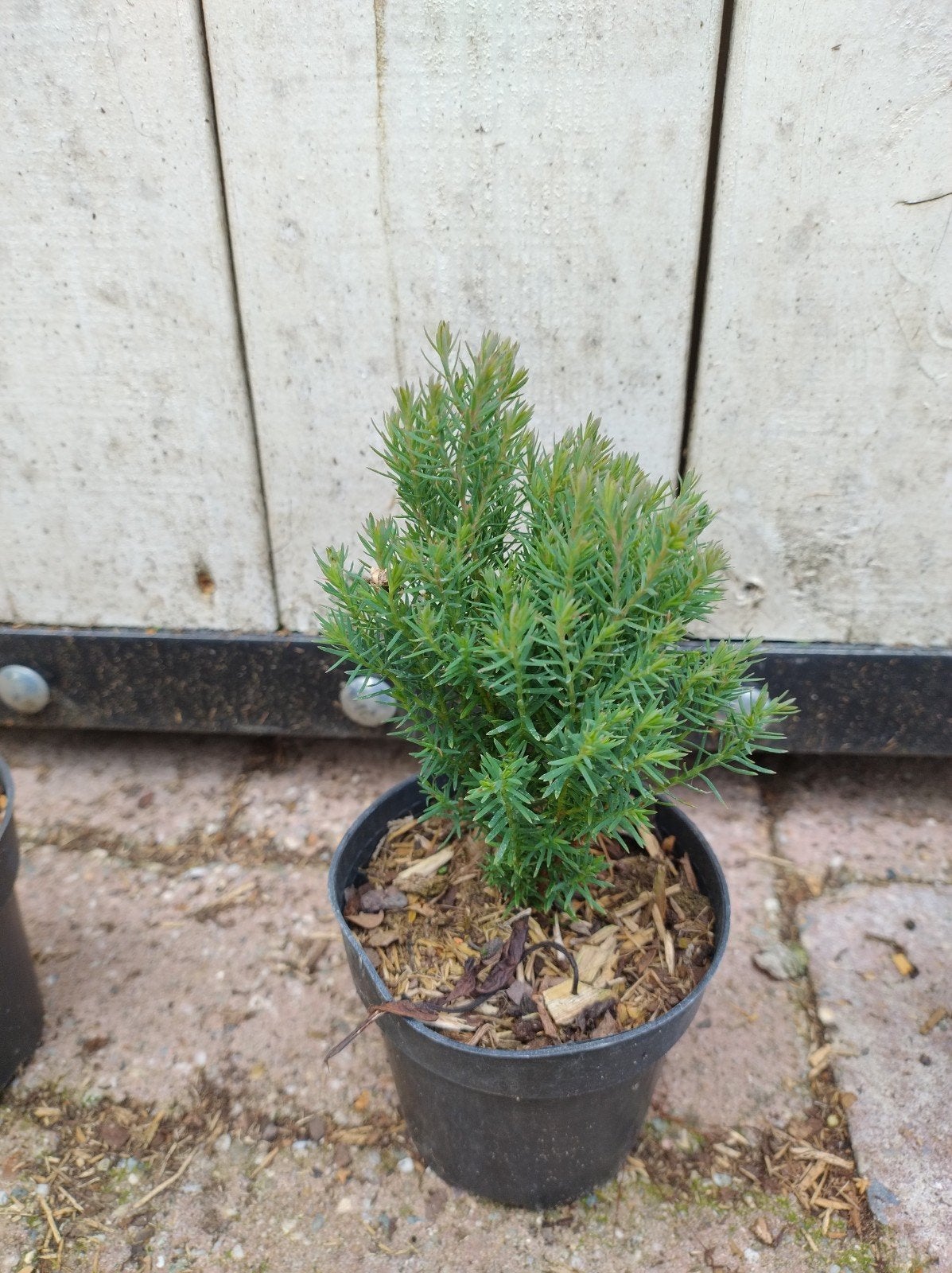 zachte Thuja. Thuja occ. Teddy. kleine bolvormige conifeer., Tuin en Terras, Overige soorten, Volle zon, Vaste plant, Ophalen of Verzenden