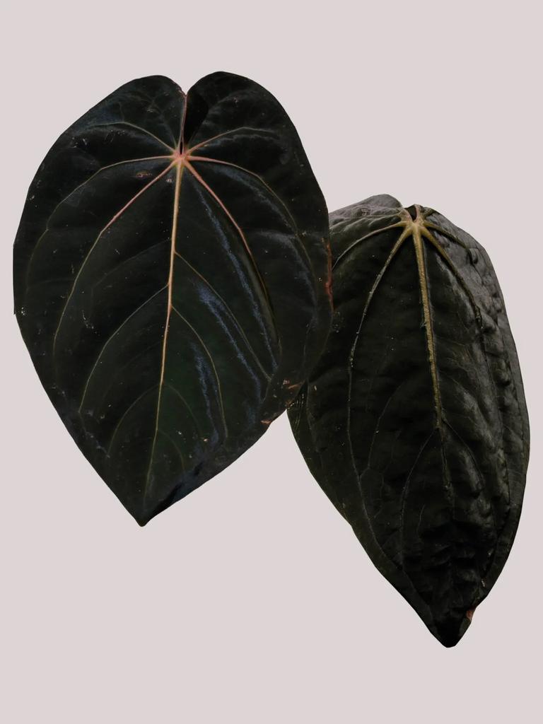 Anthurium Seedlings, Huis en Inrichting, Kamerplanten, Overige soorten, Minder dan 100 cm, Halfschaduw, Verzenden