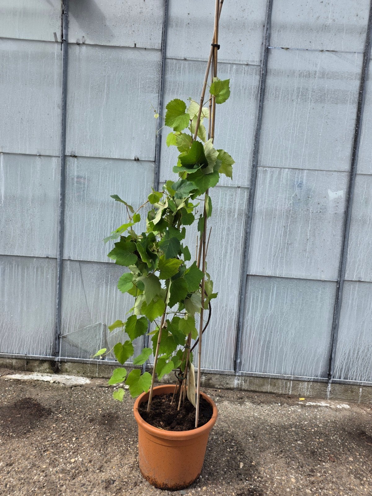 Wijnstok 'Erdbeertraube' - Vitis vinifera, Tuin en Terras, Ophalen, Volle zon, Vaste plant, Fruitplanten