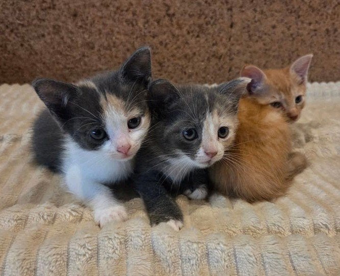Kittens grijs, gelapt en rood, Meerdere dieren, Kortharig, 0 tot 2 jaar