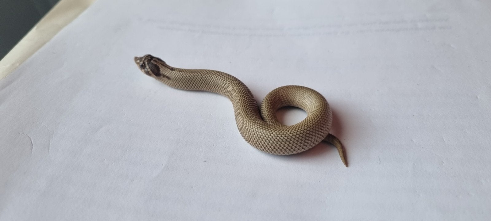 haakneusslangen (heterodon nasicus) Hognose Snake photo 4