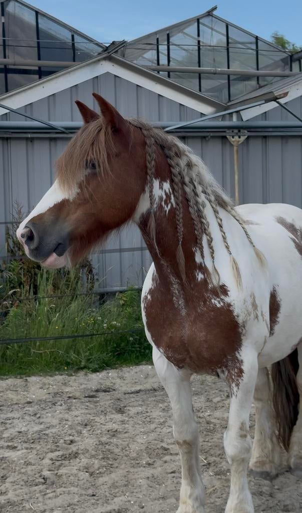 Fantastisch mooie, lieve tinker merrie te koop, Dieren en Toebehoren, Pony's, Merrie, Niet van toepassing, D pony (1.37m tot 1.48m)