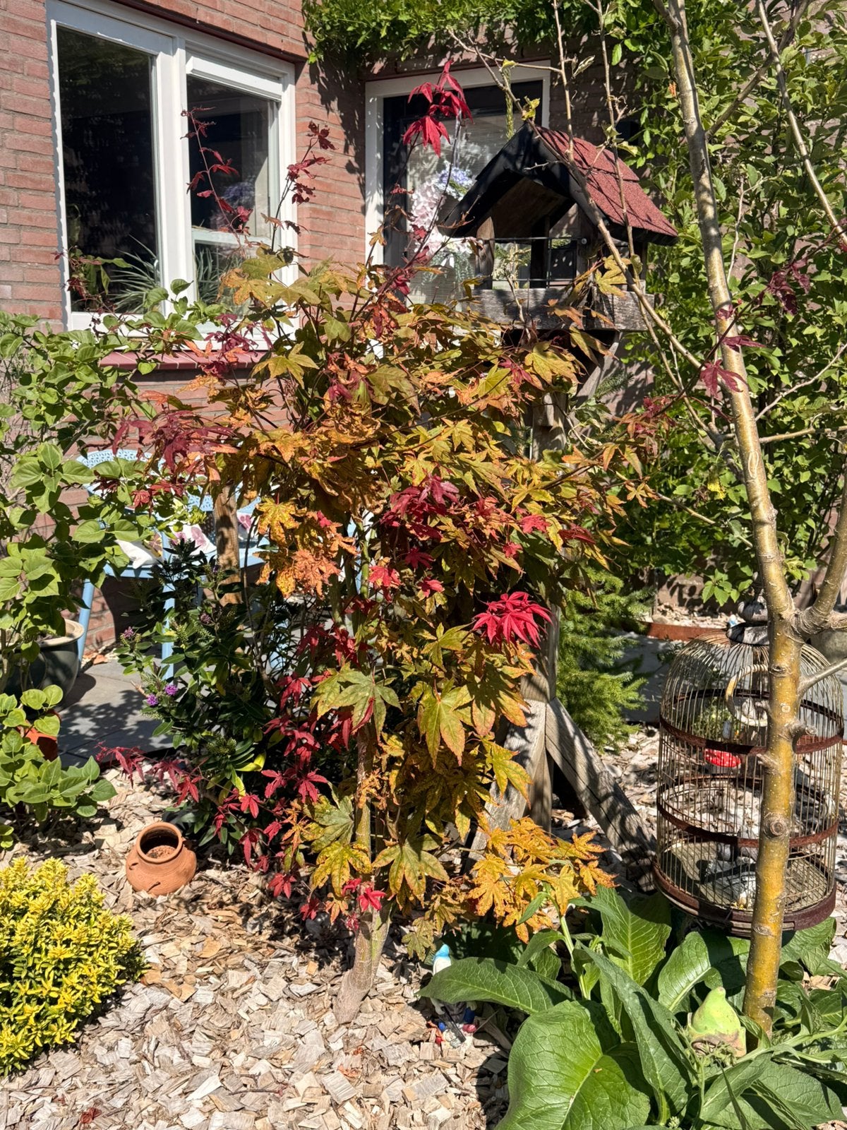 Japanse Esdoorn., Tuin en Terras, Planten | Bomen, Ophalen, Bloeit niet, Halfschaduw, Overige soorten