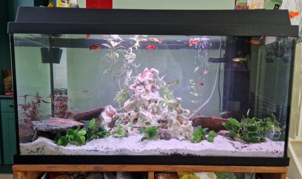 Compleet Juwel Aquarium (80x40x35) – Inclusief verlichting, Dieren en Toebehoren, Ophalen, Gebruikt, Leeg aquarium, Juwel