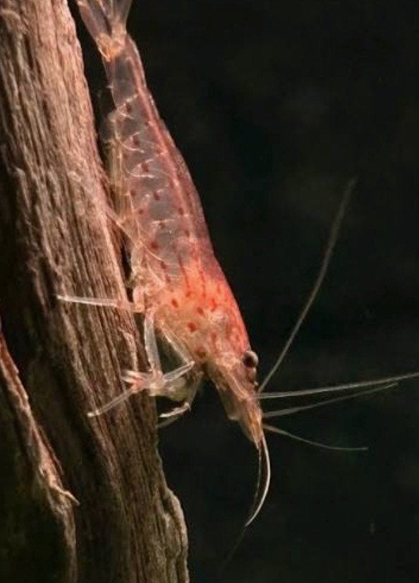 Sunset Red Amano garnalen 2-3 cm - Sunset Caridina shrimp, Kreeft, Krab of Garnaal, Zoetwatervis, Schoolvis