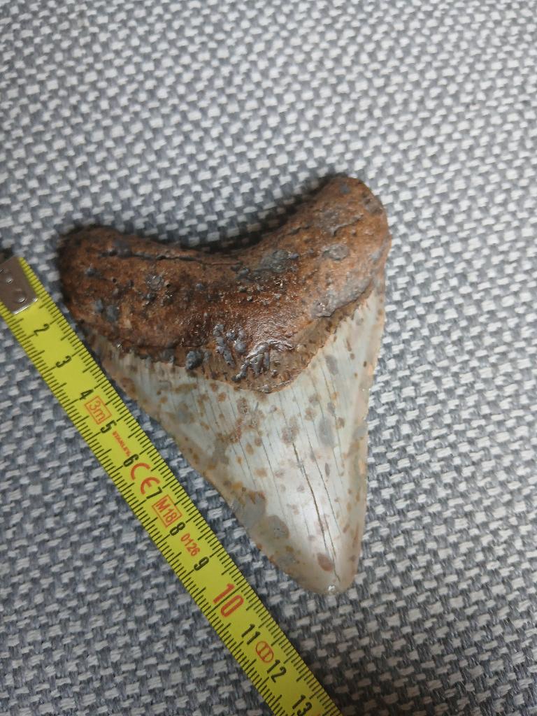 Megalodon tand, Verzamelen, Mineralen en Fossielen, Ophalen of Verzenden, Fossiel