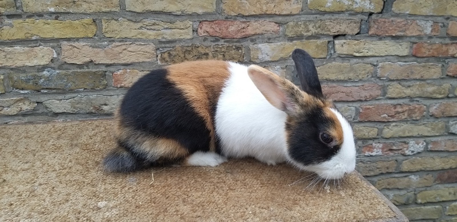 Hollander driekleur (ram), Mannelijk, Middelgroot, 0 tot 2 jaar