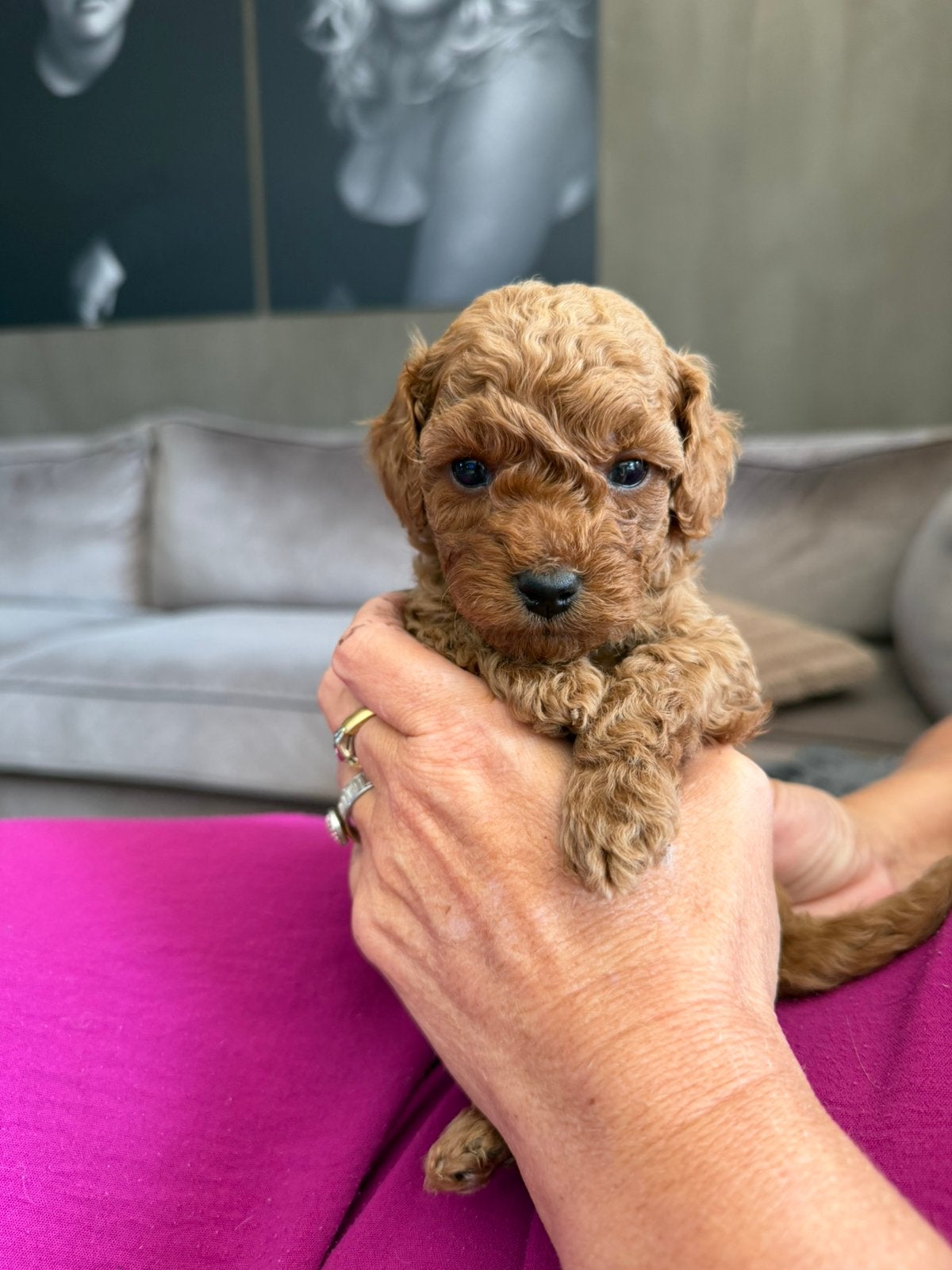 Mini australian doodle, Dieren en Toebehoren, Honden | Chihuahua's en Gezelschapshonden, Overige rassen, 8 tot 15 weken, Teef