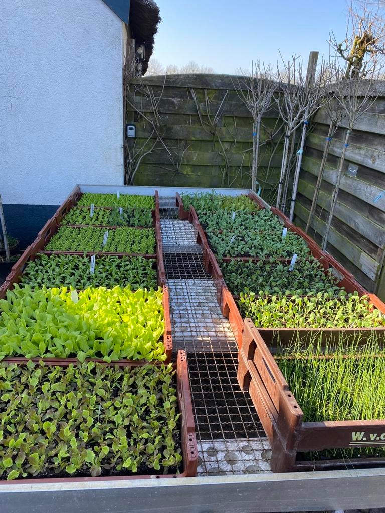 Groenteplantjes, Aardbeien, rabarber, bakje erwt, peul, prei, Ophalen, Eenjarig, Overige soorten, Volle zon