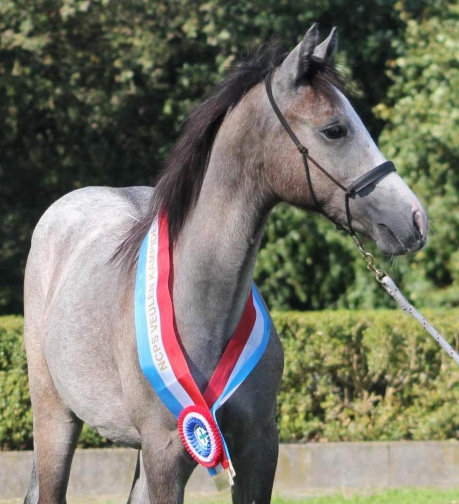Mooie Connemara jaarling ruin!, Met stamboom, Ruin, Niet van toepassing, Springpony
